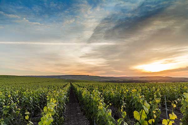 LA ROUTE TOURISTIQUE DU CHAMPAGNE